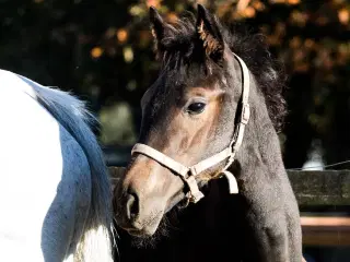 herligt oldenborg hoppeføl