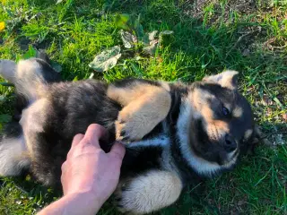 ROTTWEILER/ALASKAN MALAMUT piger søger nye familie