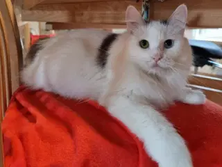 Kurilean Bobtail hunkastrat