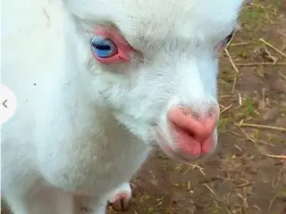 Alpaca hingst