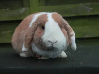 Dværgvædder/Mini lop Hankanin