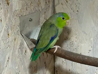 Lessons spurvepapegøje