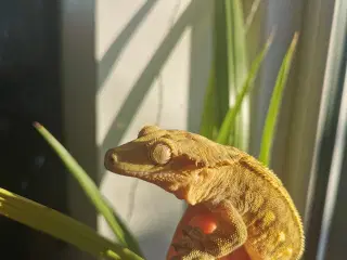 Kronegekko m. terrarie