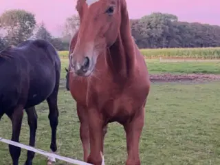 Hoppeplag sælges 