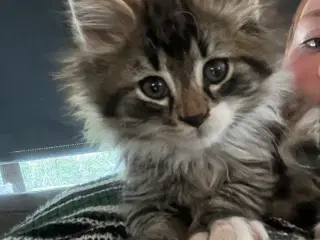 Langhåret hun Maine Coon-blanding