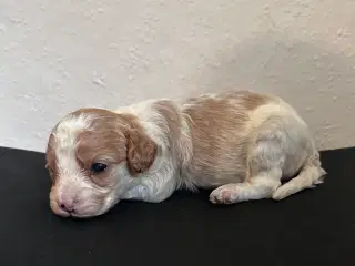 Cavapoo