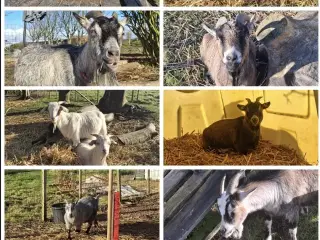 11 søde geder søger nyt hjem