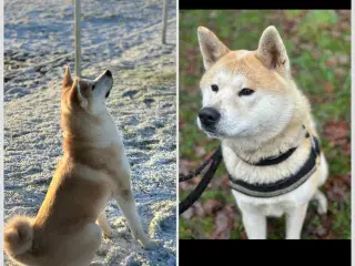 🐾Akita inu hvalpe kommende kuld 🐾