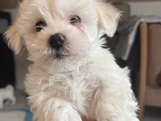 Tre hvalpe Maltese 2 måned 