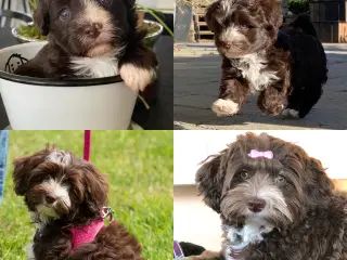 Bichon Havanais hvalpe på vej