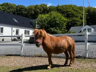 Shetlands pony sælges 