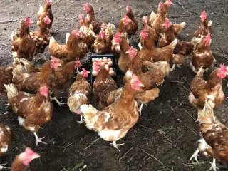 Høns
