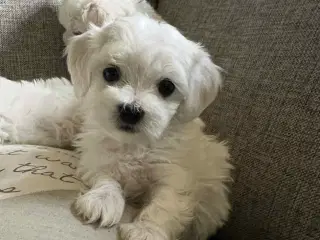 malteser/Bichon Bolognese hvalpe