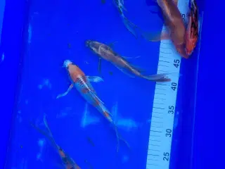 Butterfly koi 