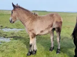 Sort jyde hingst føl med rødt pas