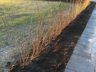 Hækplanter Liguster 80-120 cm x 40 stk.