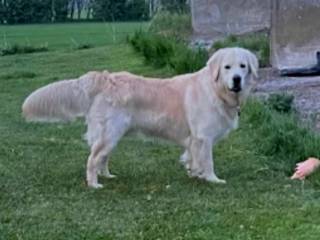 Golden Retriever Hvalpe 