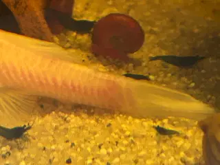 🦐💎 Blue Diamond reje– kraftig blå farve | GLS