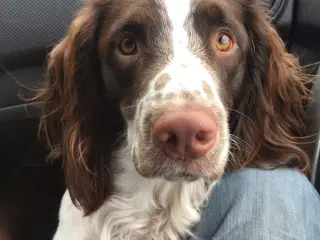 Hanhund til Parring FT springer spaniel 