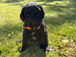Familieopdrættede goldendoodles
