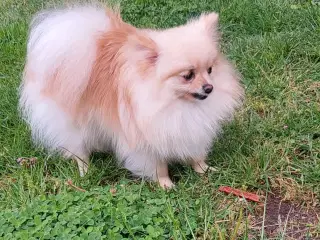 Pomeranian hundnehvalp