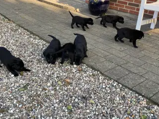 Labrador 