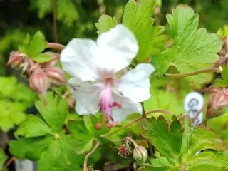 Geranium / Storkenæb 