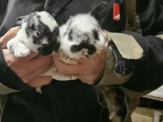 Rex blandinger juleklar