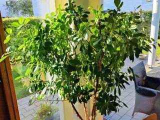 Ficus gulv plante i selvvander potte