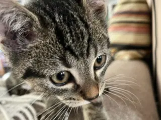 Sød og tryg (Vaccineret) killing med sundhedsbog