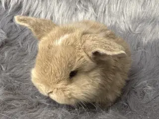 Ægte minilop kanin unge 