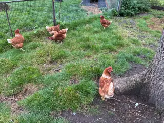 3 røde amerikaner høns 