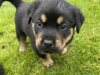 Labweiler 