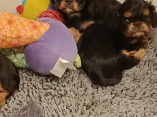 King Charles Spaniel 