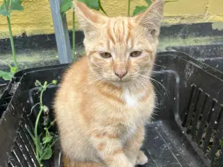 Kattekillinger røde