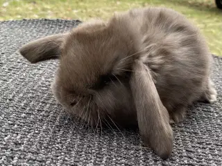 FRANSK VÆDDER HAN HAVANA