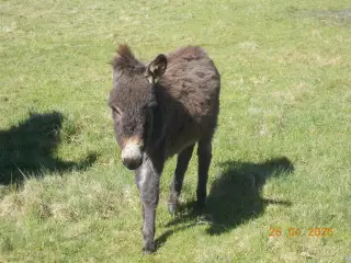 æsel