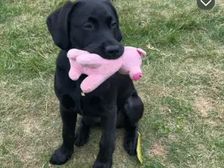 Sort labrador tæve