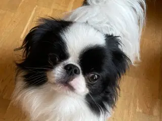 Japanese Chin han unghund (16-17 mdr.)