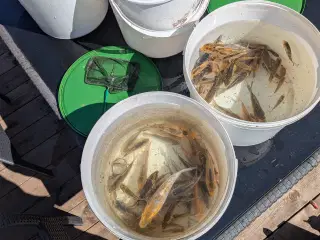 Koi karper yngel
