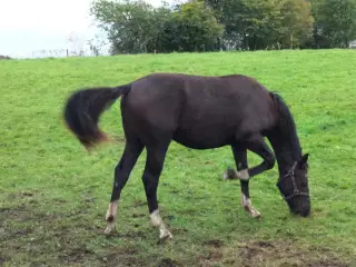 Oldenborg vallak 2år