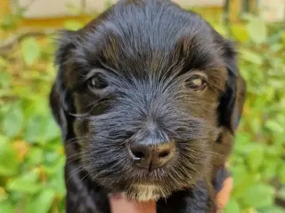 Bichon Havanais hvalpe med DKK stamtavle