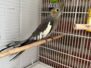 Sød Nymfeparakit ca 7 månder