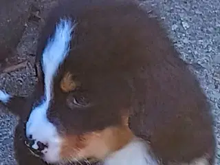 "Mini Berner Sennen"