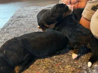 Berner Sennen hvalpe