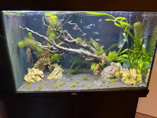 125L Juwel akvarium med skab, fisk og udstyr