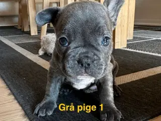 6 dejlige fransk bulldog hvalpe