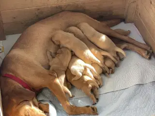 Labrador formel 1 hvalp, Foxred