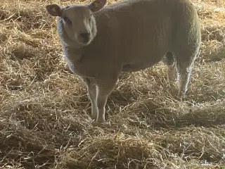 Vædderlam sælges 