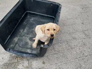 Gule Labrador Hvalp.
